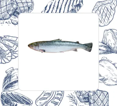 Whole Salmon