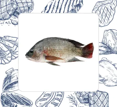 Tilapia Fish Whole
